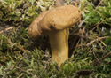 Cantharellus cibarius